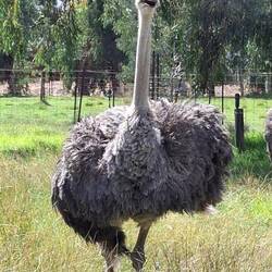 Une autruche