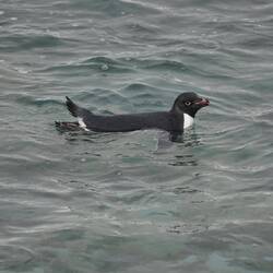 Adele Penguin. There were lots.