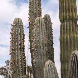 Saguaro getting ready to bloom in front the front of the area