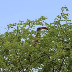 ...die mein Vorbeilaufen laut kommentieren