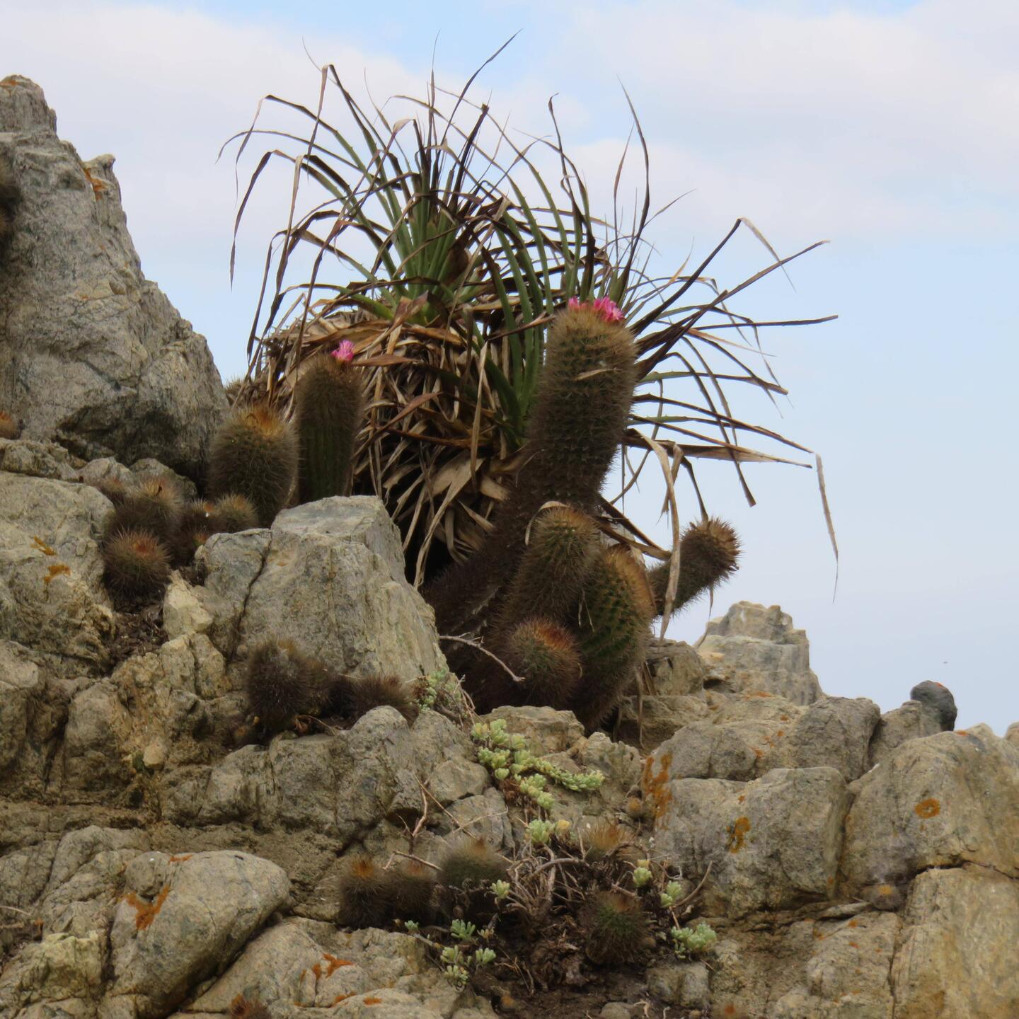 Kaktus 🌵 salzresistent