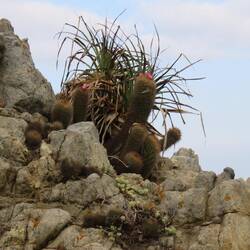 Kaktus 🌵 salzresistent