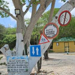 der sprechende Baum...😅