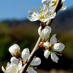Frühling