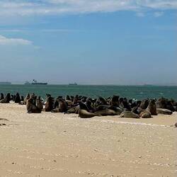 Riesen Kolonien von Robben