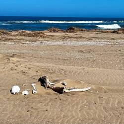 Durch die Gezeiten werden die alten Gräber der indigenen Stämme freigespült