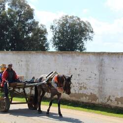 Viele Fuhrwerke sind hier unterwegs.