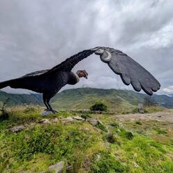 Condor