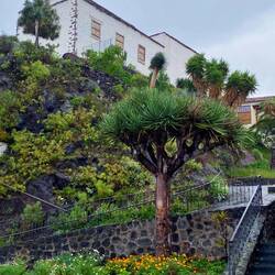 A smaller dragon tree