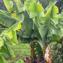 Plantains are a major export of Tenerife. Unlike US plantains these can be eaten raw
