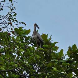Asian openbill stork.