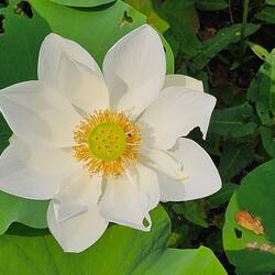 Water lily.