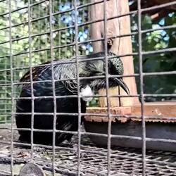 This bird has the most beautiful song, but I couldn't get him to sing on video.