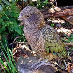 You can't help but have a sympathetic 'awww' for this guy (zoom in for the lack-of-beak detail).