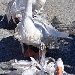 Bad hair (feather) day?