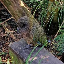 Same breed of bird, but not beakless.