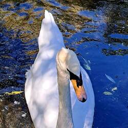 White swans just have their own elegance.