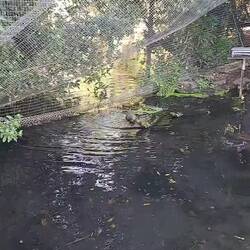 This guy was fun to watch as he stroked his beak through the water.