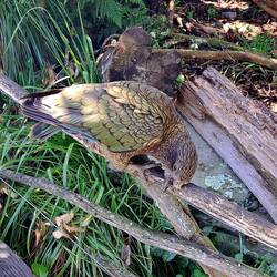 This guy lost his beak (reason unknown) but has adapted rather well.