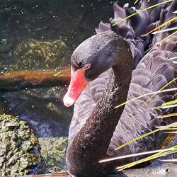 Black swans are just so unique (to us).