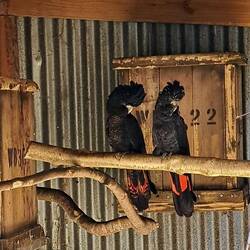 I called these the 'Elvis Twins'.