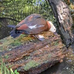 Yrs, it's a duck. But look at those cool colors!