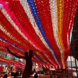 The lanterns with people's prayers are hung outside the temple, around this 500 year old tree.