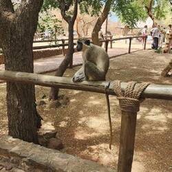 Vervet monkey