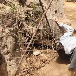 Foot of the ancient Baobab tree, a burial place was found
