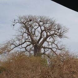 Adansonia digitata, the African baobab