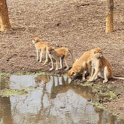 Patas monkeys, predominantly ground-dwelling primates