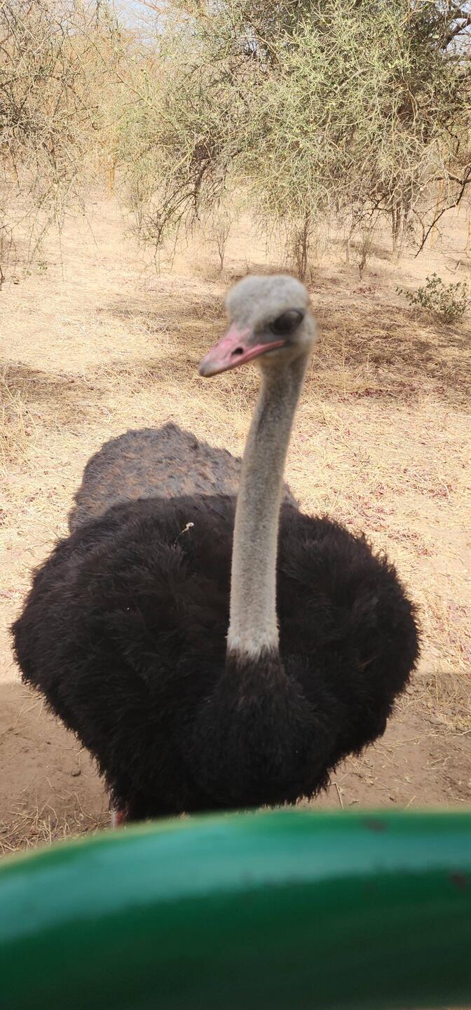 North African ostrich giving us the stink eye