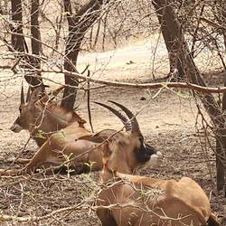Roan antelope