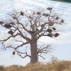Baobab tree