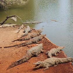 Nile crocodiles