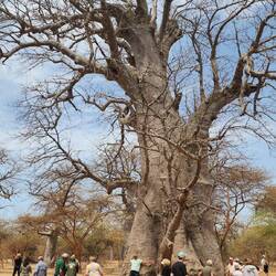 Ancient Baobab tree (1,000-2,500 years old)