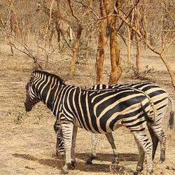 Zebras busting a pose