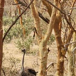 Ostrich in the bush