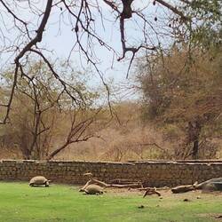 Turtles running amok