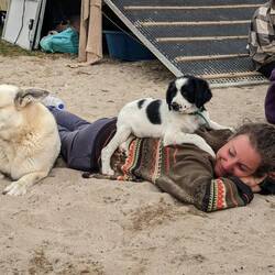 Panda. Unsere neue Wegbegleitern.