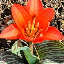 Erste Erfolge der zuletzt frühlingshaften Temperaturen