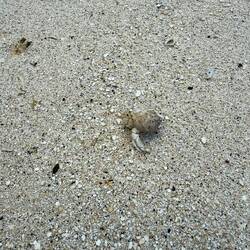 Hermit crab