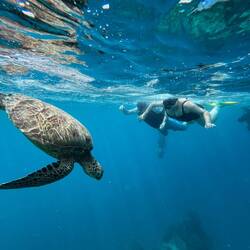 Turtles