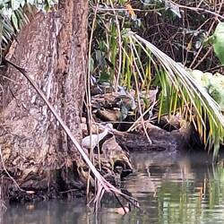 Reiher im Mangrovenwald