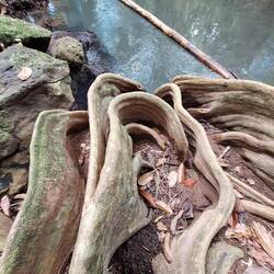 Künstlerisches Wurzelwerk