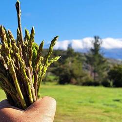 Frisch gepflückte Spargeln