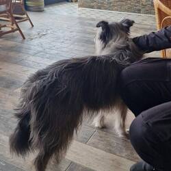 Der charmante Hund des Inhabers. ♥️