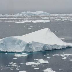Emperor Penguin on an ice floe
