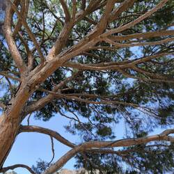 unter diesem Baum gab es das Essen