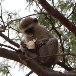 ...der Knoblauch aus dem Auto stiehlt